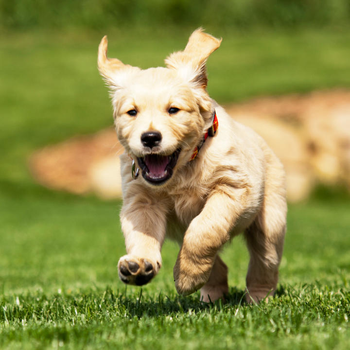 Too cute doggone it video playlist