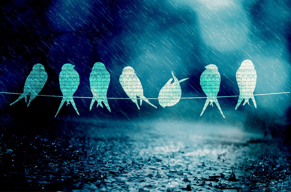 birds 800671 960 720