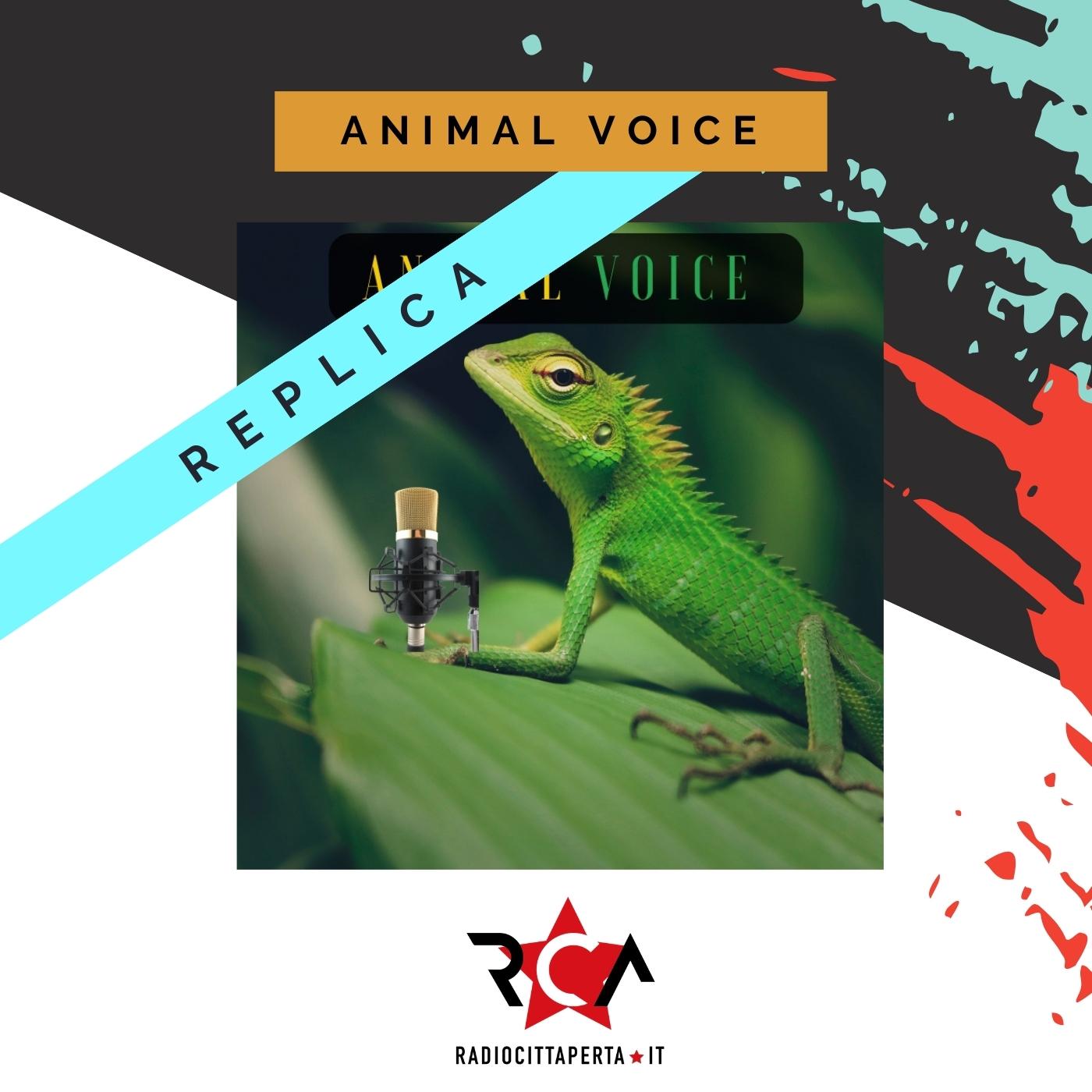ANIMAL VOICE (REPLICA) con MICHELA CHANDRA GIAMBONI