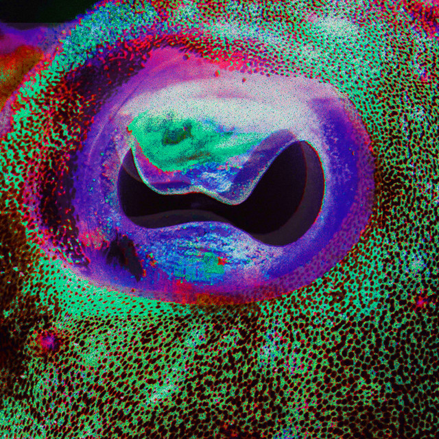 KATZENJAMMER con MIRO BARSA