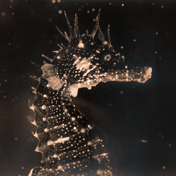 PUZZLE con GIANLUCA POLVERARI